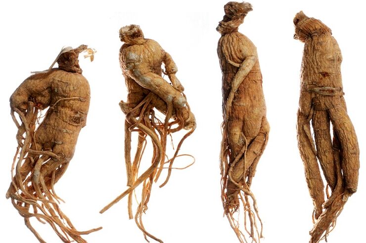 Raíz de ginseng para agrandar el pene